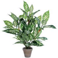 Dieffenbachia – Vepabins