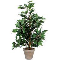 Ficus Exotica 65 cm – Vepabins