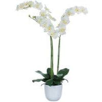 Orchidea Phalaenopsis 100 cm – Vepabins