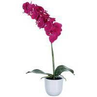 Orchidea Phalaenopsis 60 cm – Vepabins