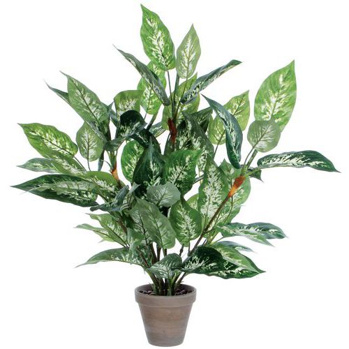 Dieffenbachia – Vepabins