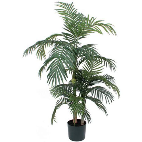 Palma Areca Golden Cane 150 – 190 cm – Vepabins